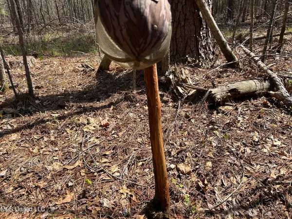 $923,685 | Ms-8, Calhoun City, MS 38916