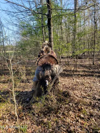 $923,685 | Ms-8, Calhoun City, MS 38916