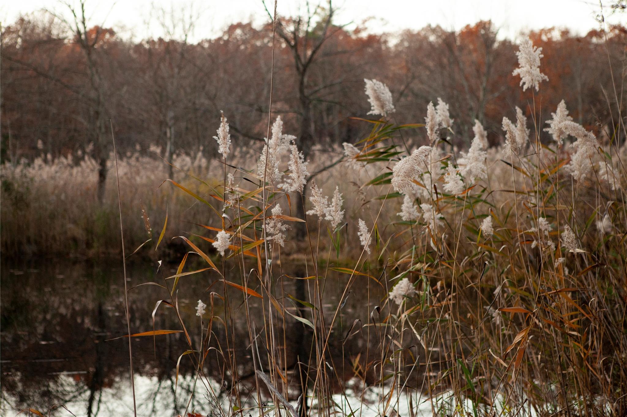 285 Sopok Road Elizaville, NY 12523 - Photo 23 of 29 a view of a forest with a tree