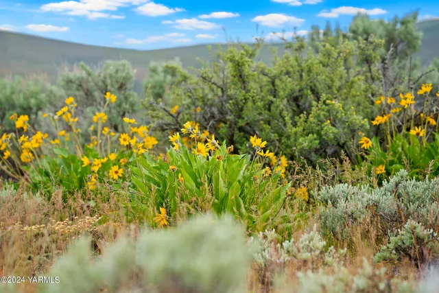 a backyard of a house