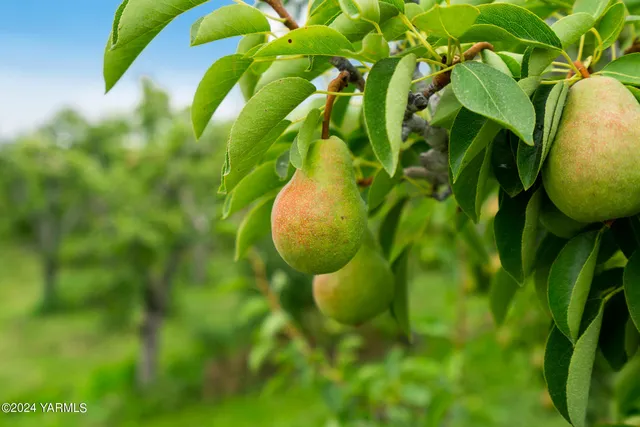 $850,000 | 1721 Sunset Way, Cowiche, WA 98923