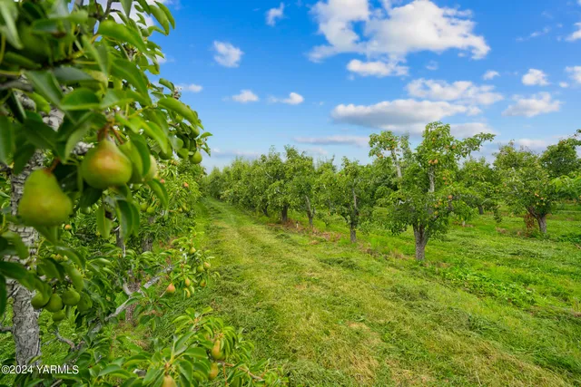 a view of a yard with a tree