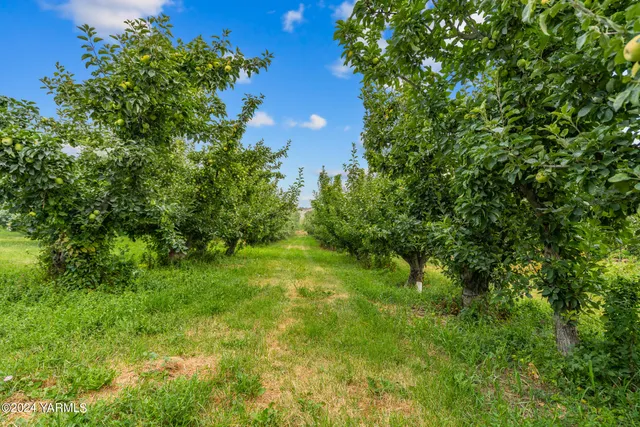 a view of a tree in a garden