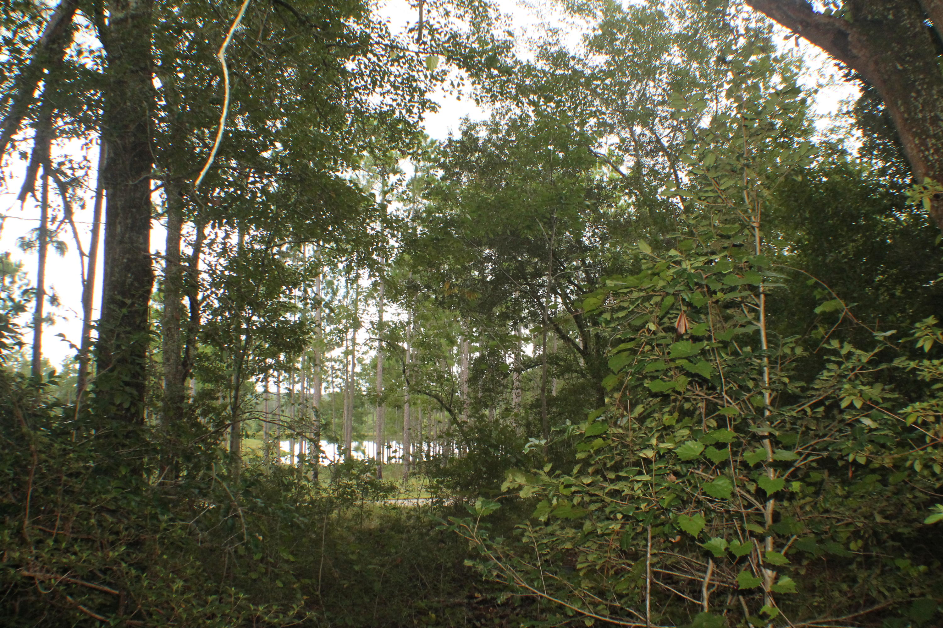 1875 Middle Creek Road Wing, AL 36483 - Photo 13 of 24 a view of a tree in a yard