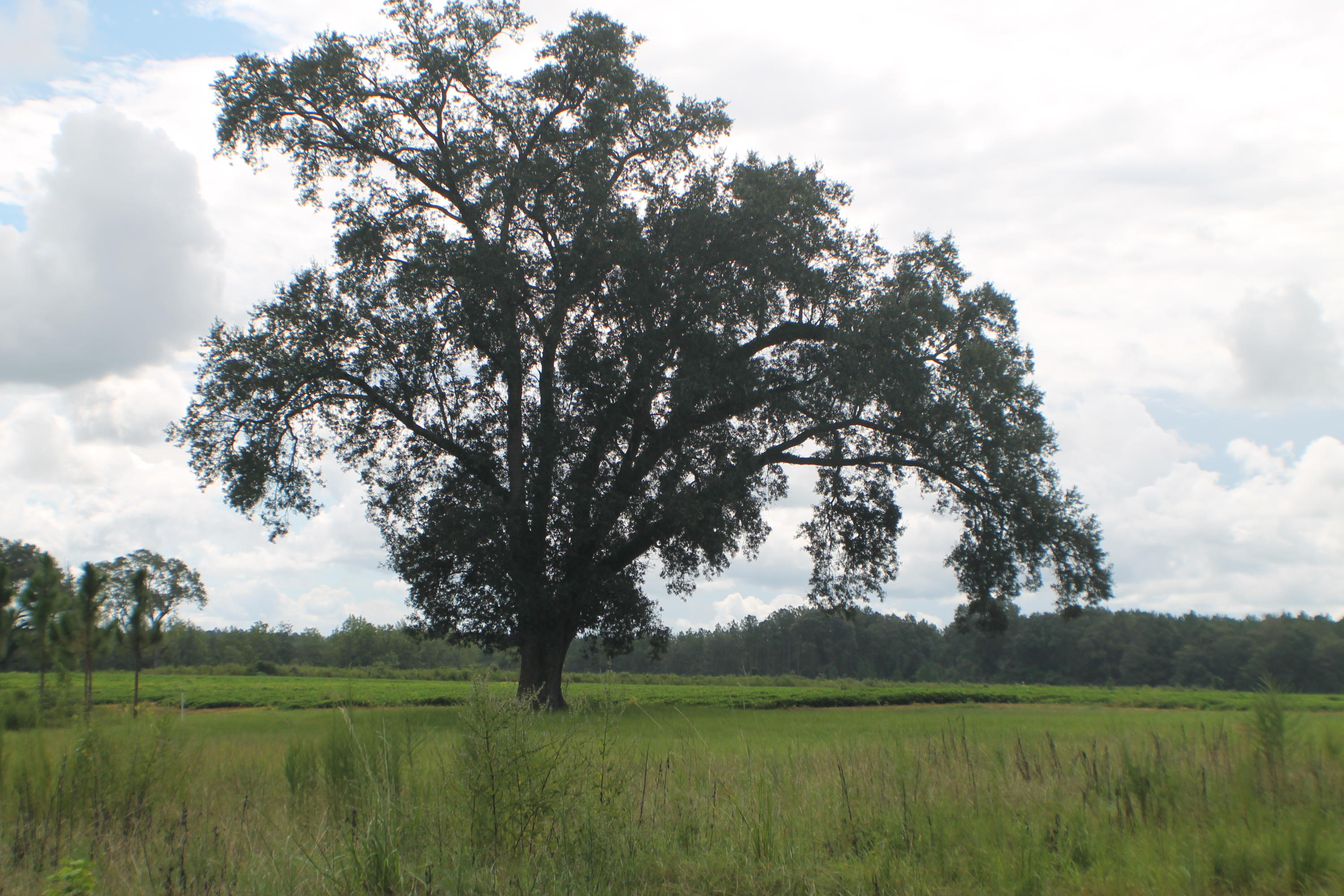 1875 Middle Creek Road Wing, AL 36483 - Photo 24 of 24 a view of a lake with a tree in the background