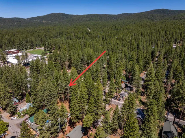 a view of a forest with a mountain