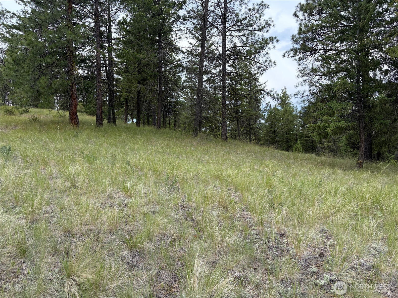 33 Outback Road Oroville, WA 98844 - Photo 21 of 26 a view of outdoor space and a yard