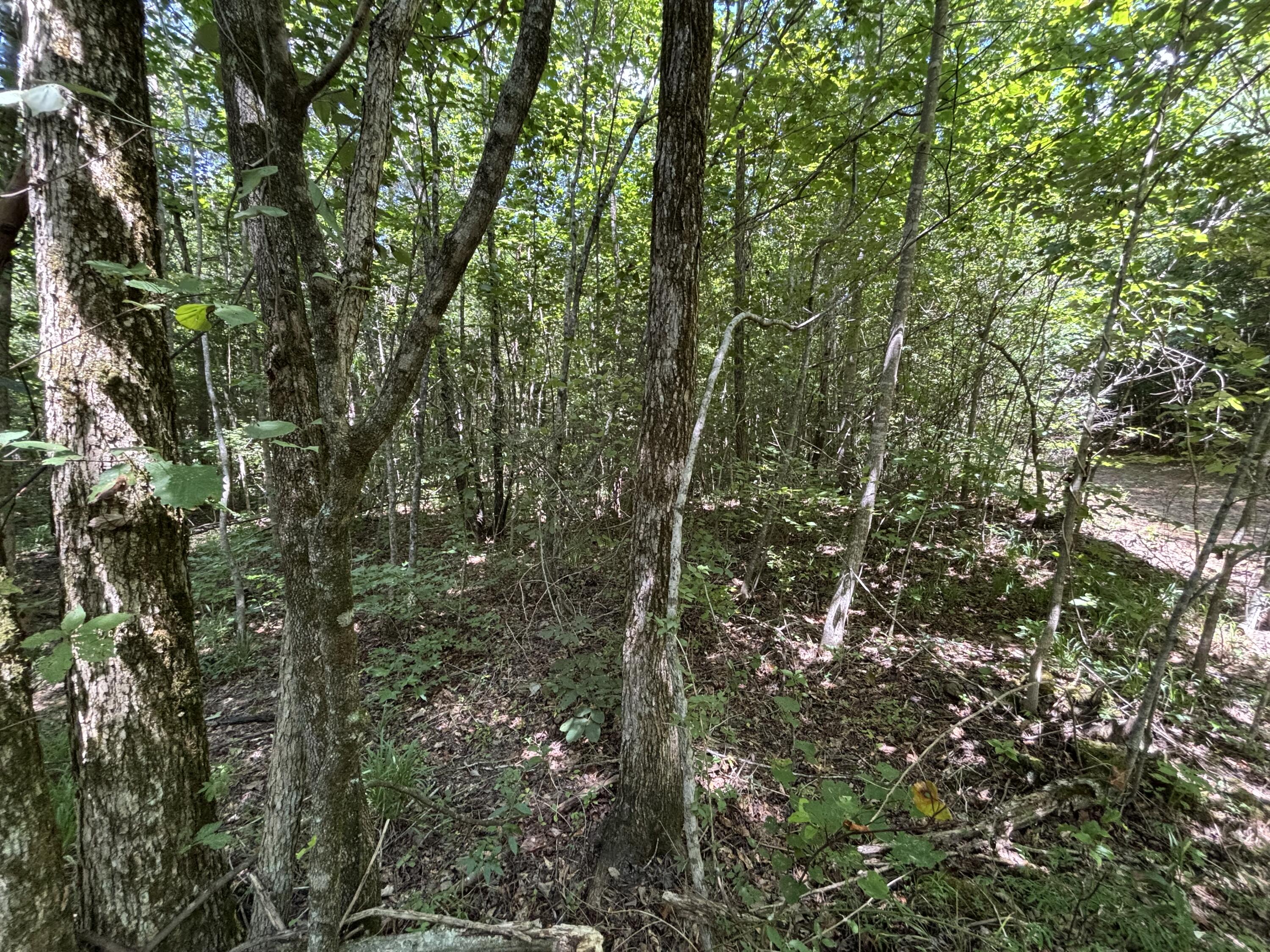 1 Mullins Cove Road Jasper, TN 37347 - Photo 11 of 24 Photo Jul 18 2025, 12 24 53 PM