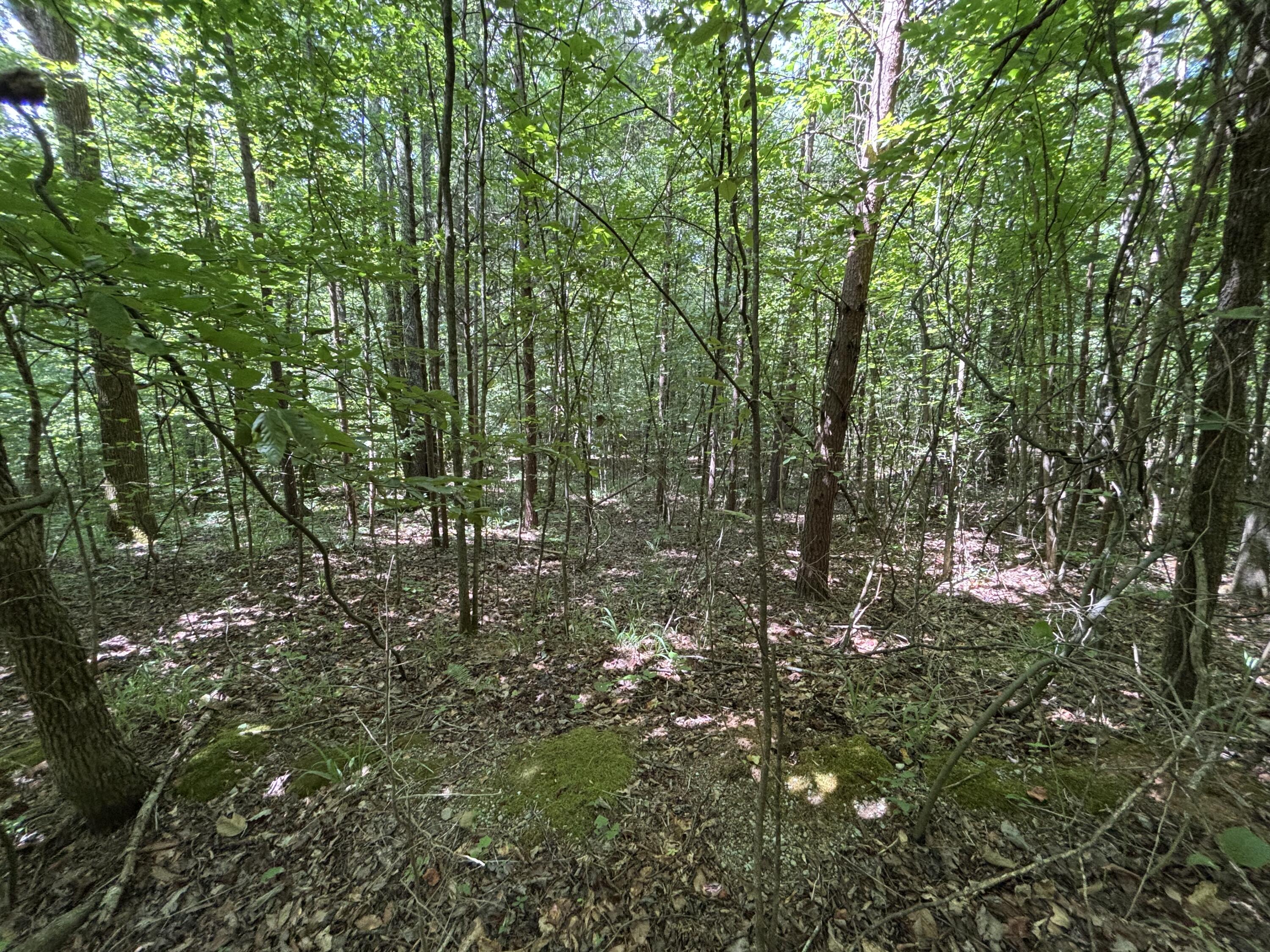 1 Mullins Cove Road Jasper, TN 37347 - Photo 6 of 24 Photo Jul 18 2025, 12 23 22 PM