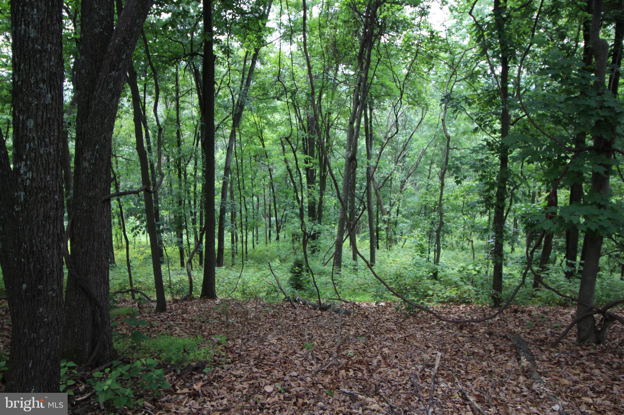 0 Supinlick Ridge Road Broadway, VA 22815 - Photo 1 of 4