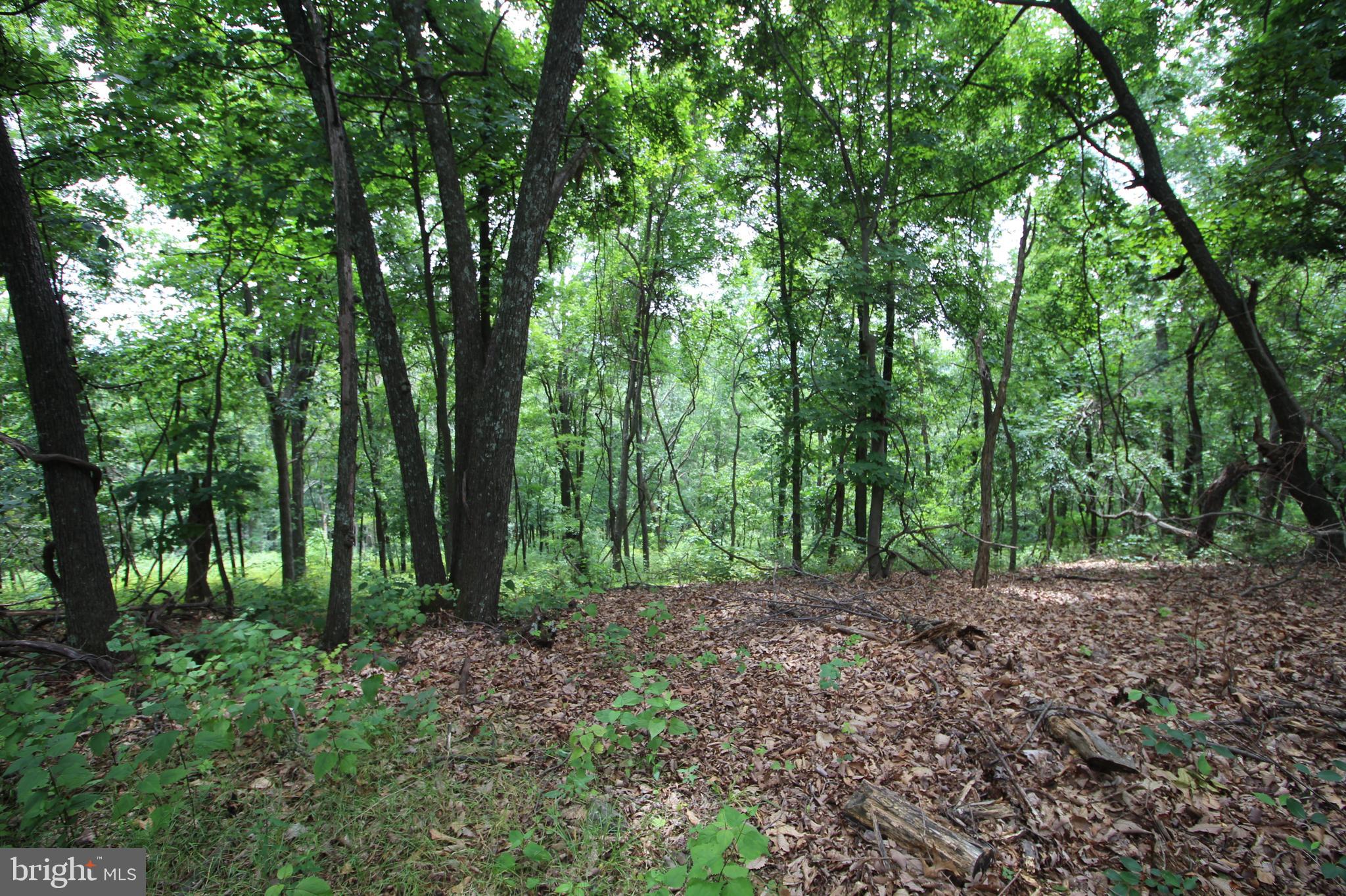 0 Supinlick Ridge Road Broadway, VA 22815 - Photo 2 of 4