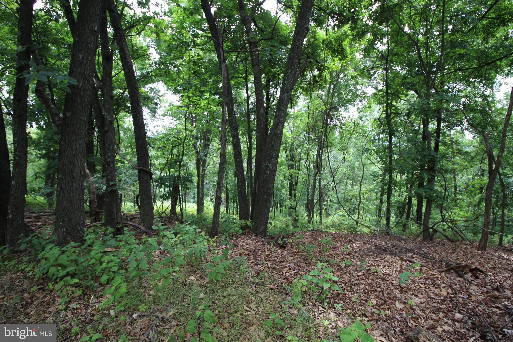 0 Supinlick Ridge Road Broadway, VA 22815 - Photo 4 of 4