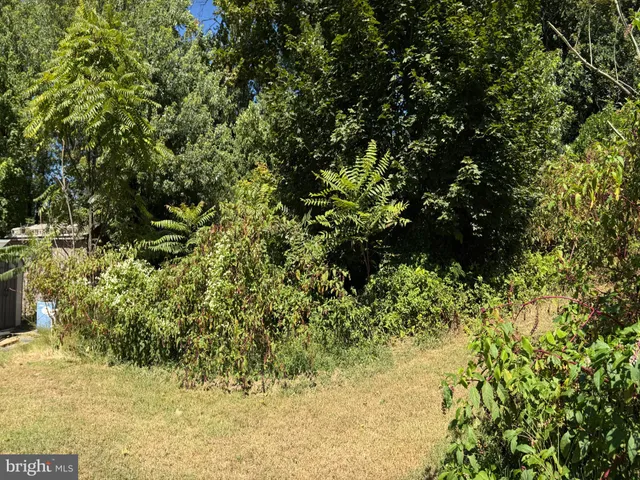 a view of flowers in a garden