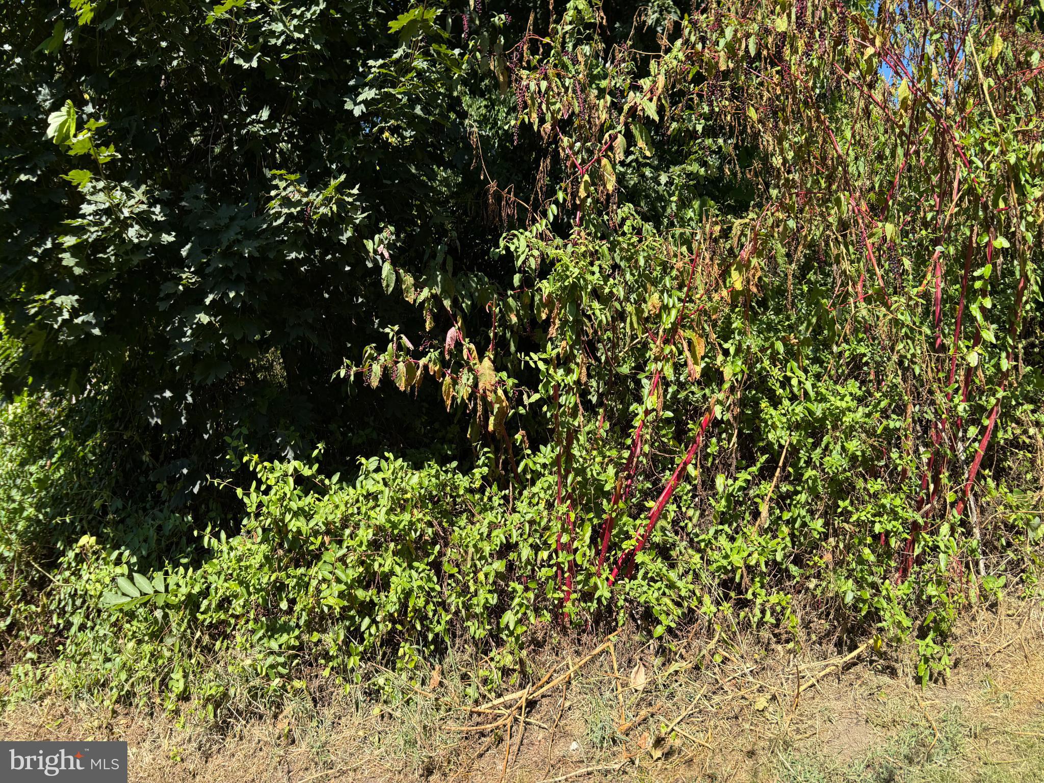 214 2nd Avenue Quantico, VA 22134 - Photo 3 of 11 a view of flowers in a garden