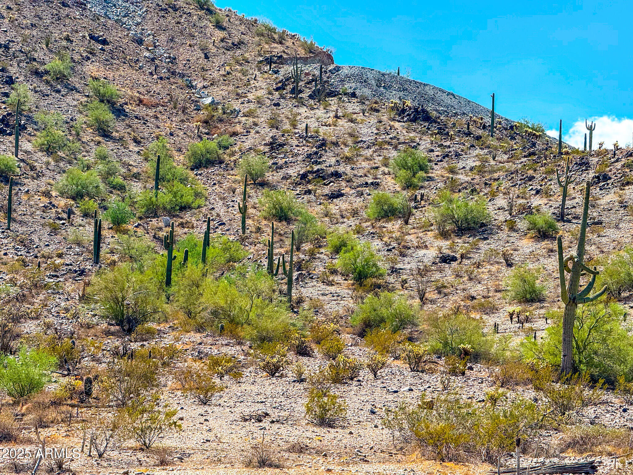 0 West Hilldale Road Maricopa, AZ 85139 - Photo 2 of 15 a view of a plants with large trees