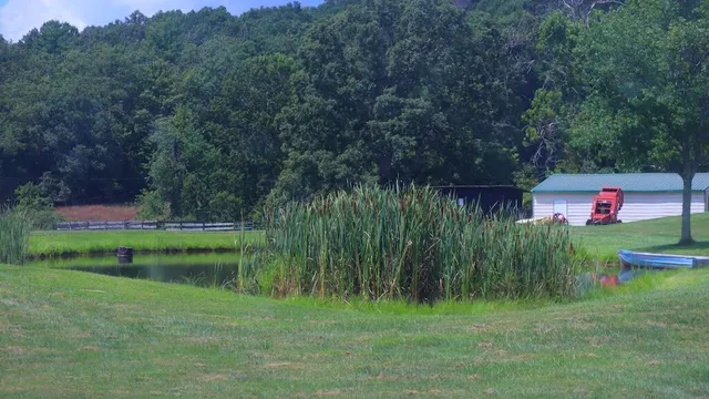 a view of backyard with two chairs and plants