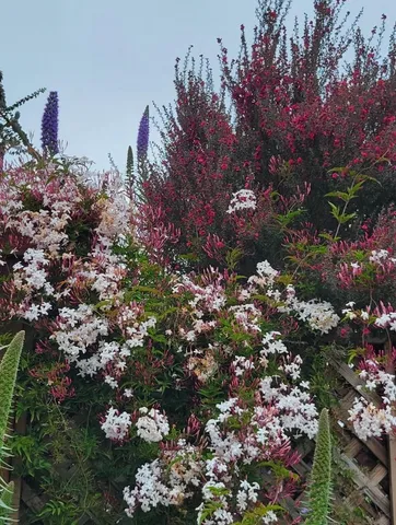 a bedroom with bed and walk in closet