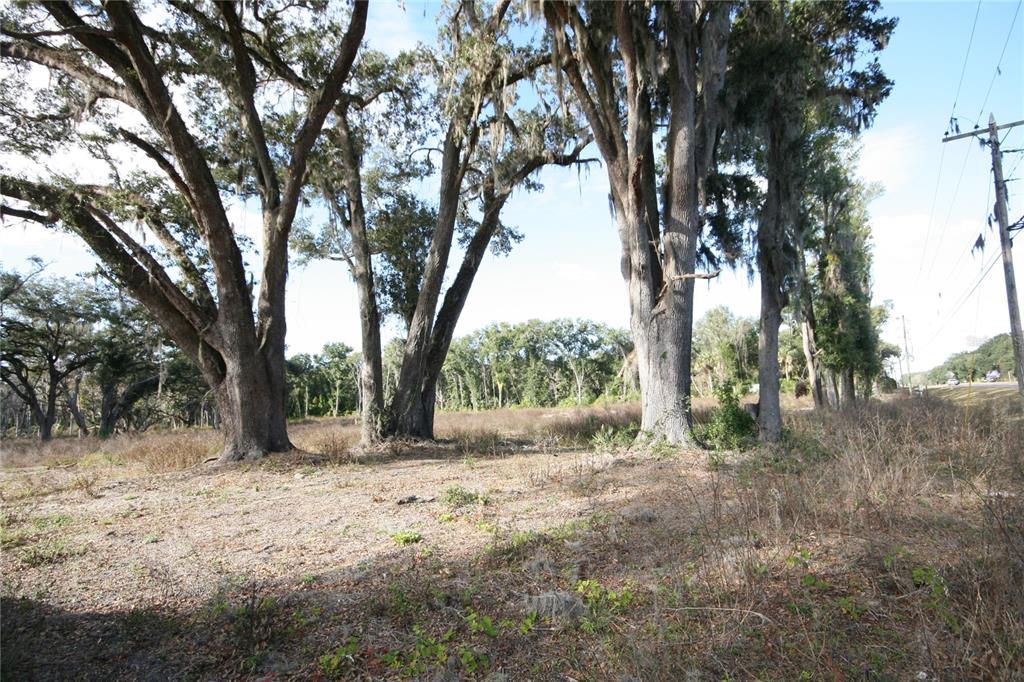 301 Tbd Citra, FL 32113 - Photo 28 of 36 a view of dirt yard with a tree