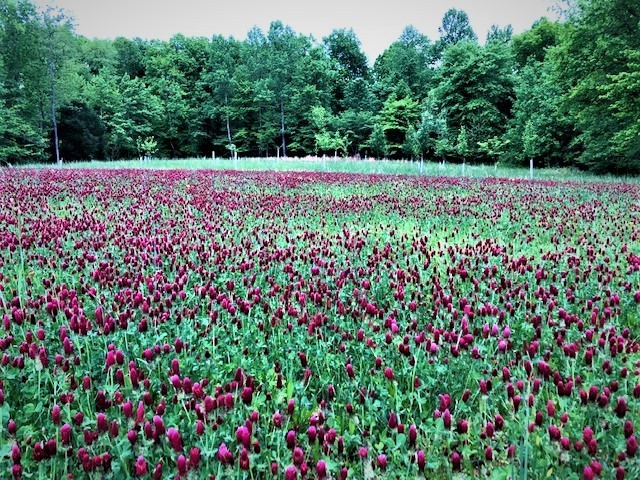 2270 Shuler Branch Road Ethridge, TN 38456 - Photo 10 of 10