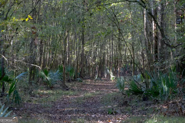 a view of a backyard with trees