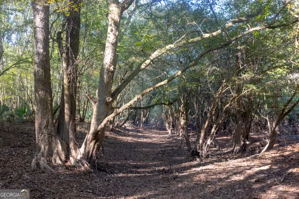 a view of a forest with trees in the background
