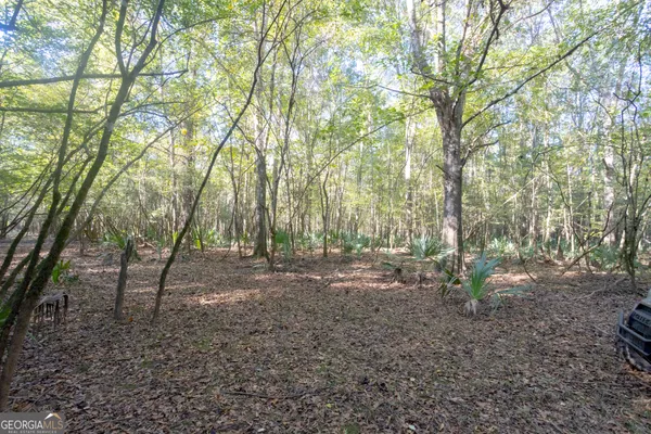 a view of a forest filled with trees