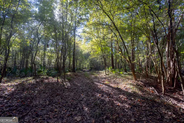 a view of a forest