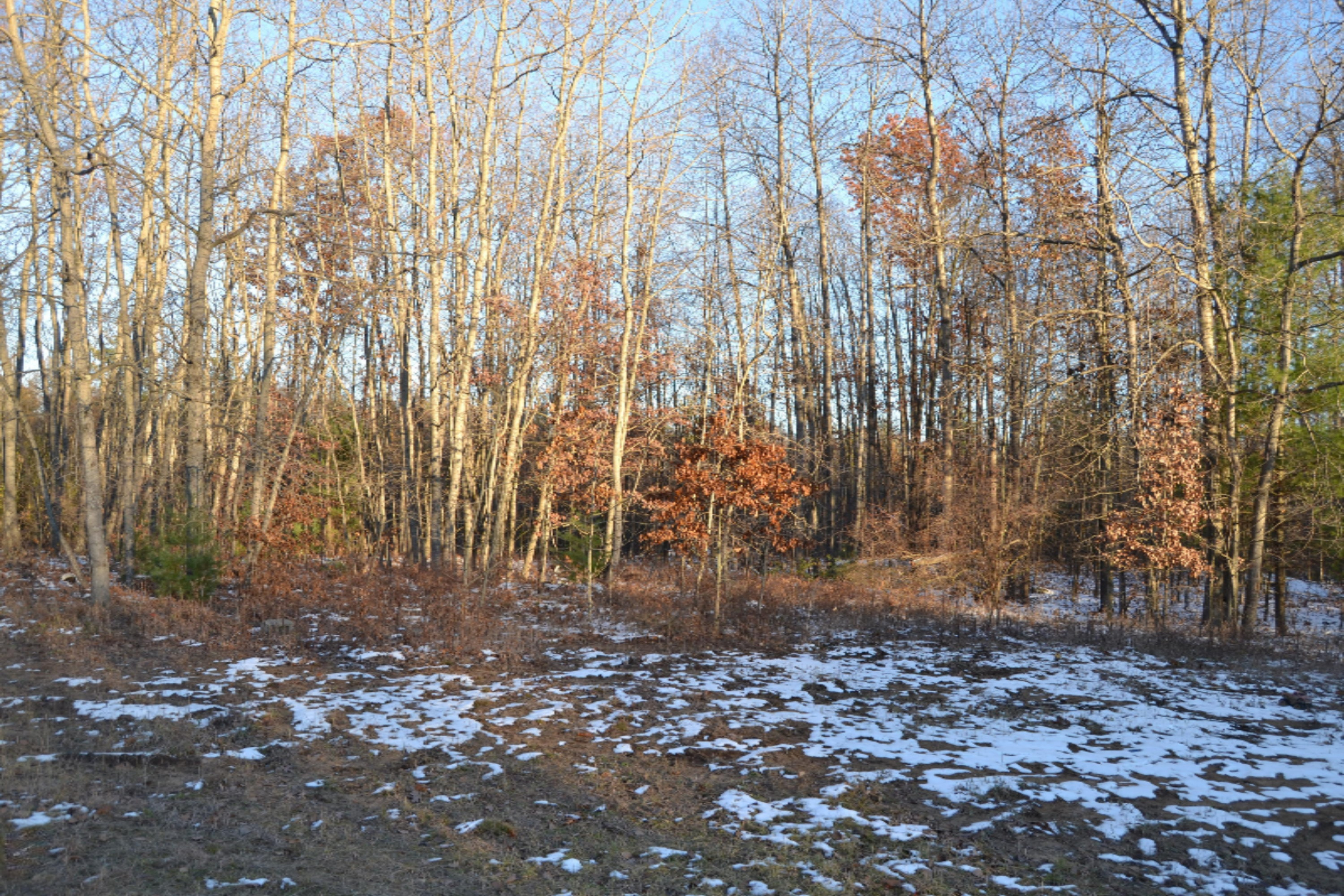 5031 East Loop Road Hesperia, MI 49421 - Photo 6 of 24 DSC_0805
