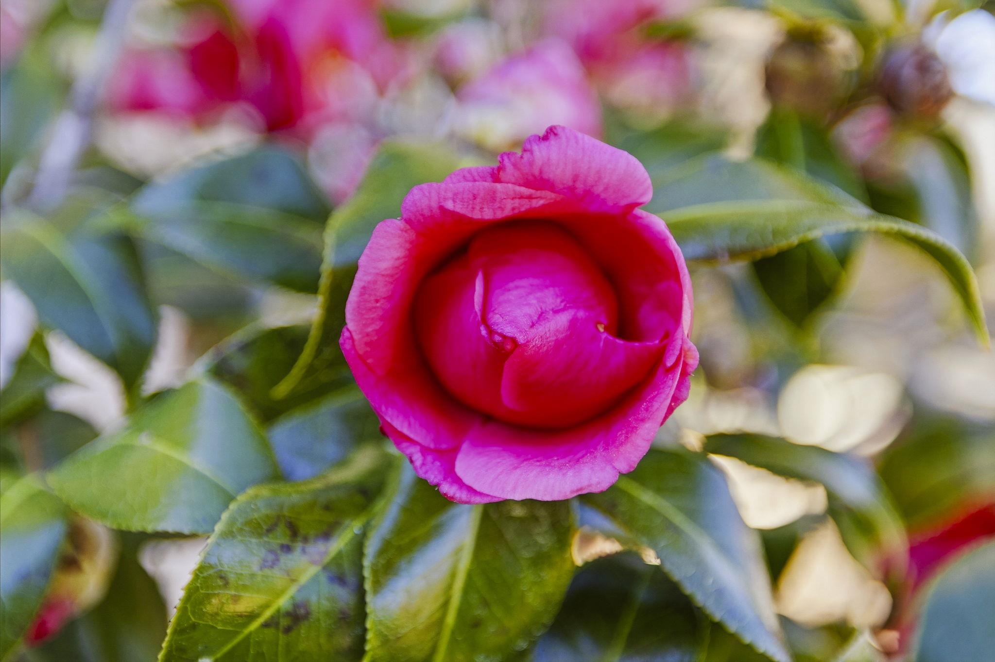 4510 Periwinkle Court Murrells Inlet, SC 29576 - Photo 64 of 64