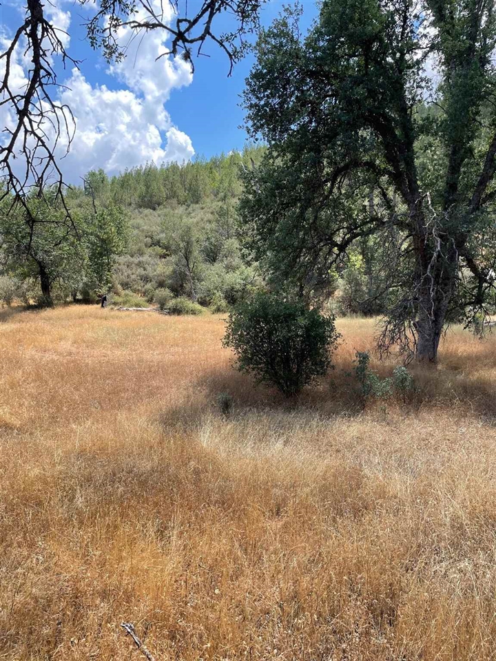 Bull Creek Road Coulterville, CA 95311 - Photo 16 of 24 a view of a yard with a tree