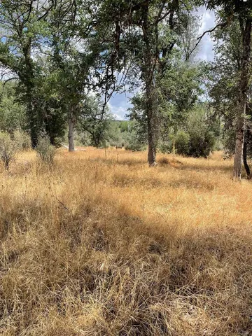 a view of a yard with a tree