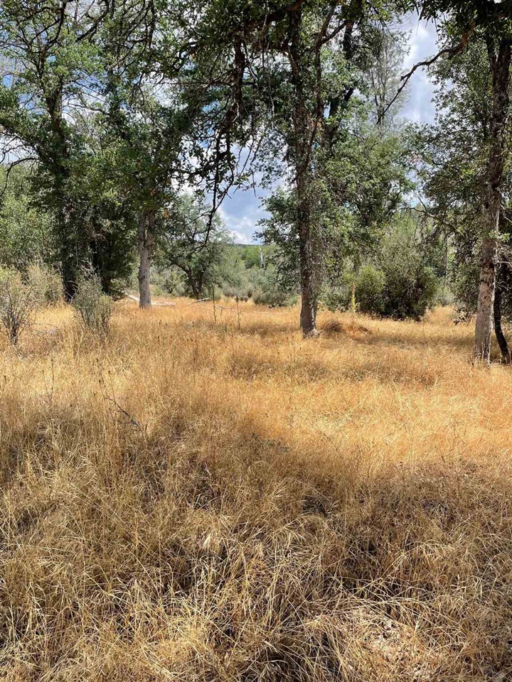 Bull Creek Road Coulterville, CA 95311 - Photo 17 of 24 a view of a yard with a tree