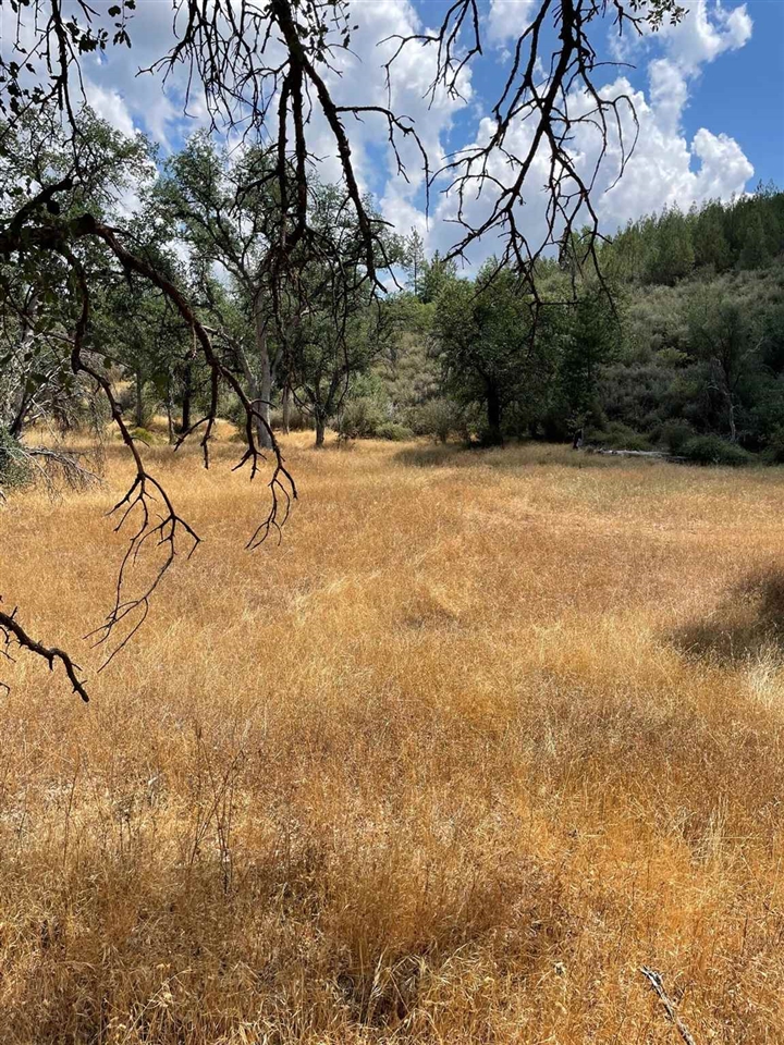 Bull Creek Road Coulterville, CA 95311 - Photo 18 of 24 a view of a yard with a tree
