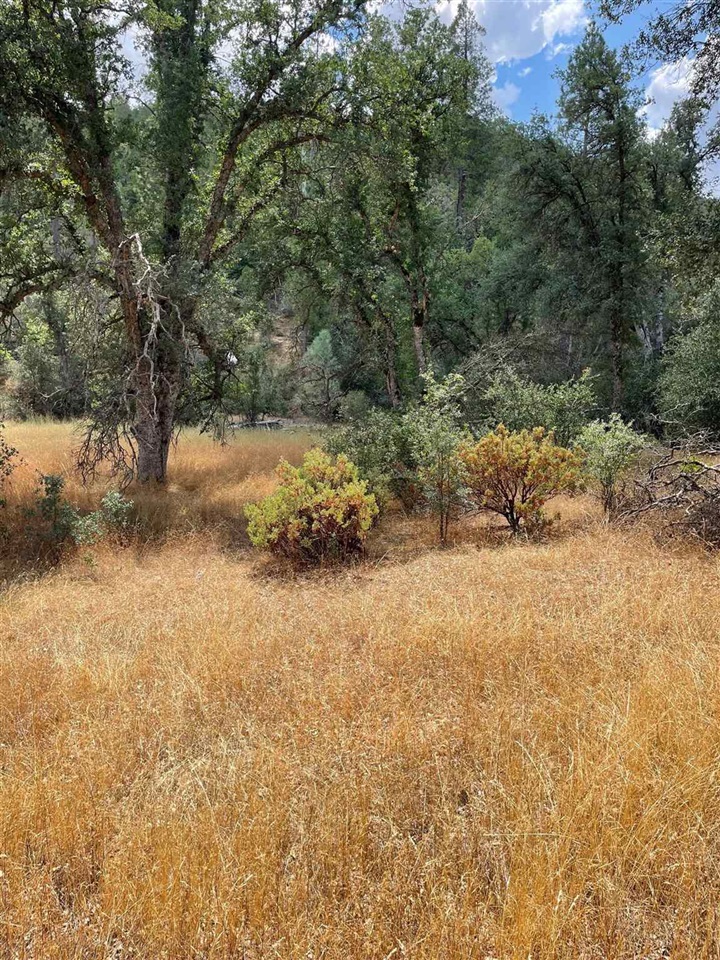 Bull Creek Road Coulterville, CA 95311 - Photo 19 of 24 a view of a yard with a tree