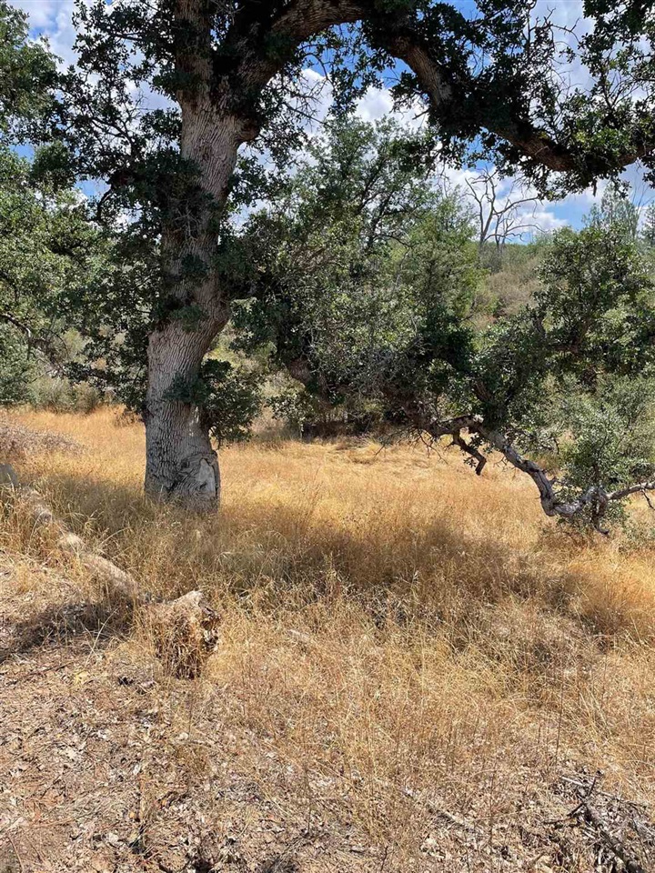 Bull Creek Road Coulterville, CA 95311 - Photo 20 of 24 a view of a yard with a tree