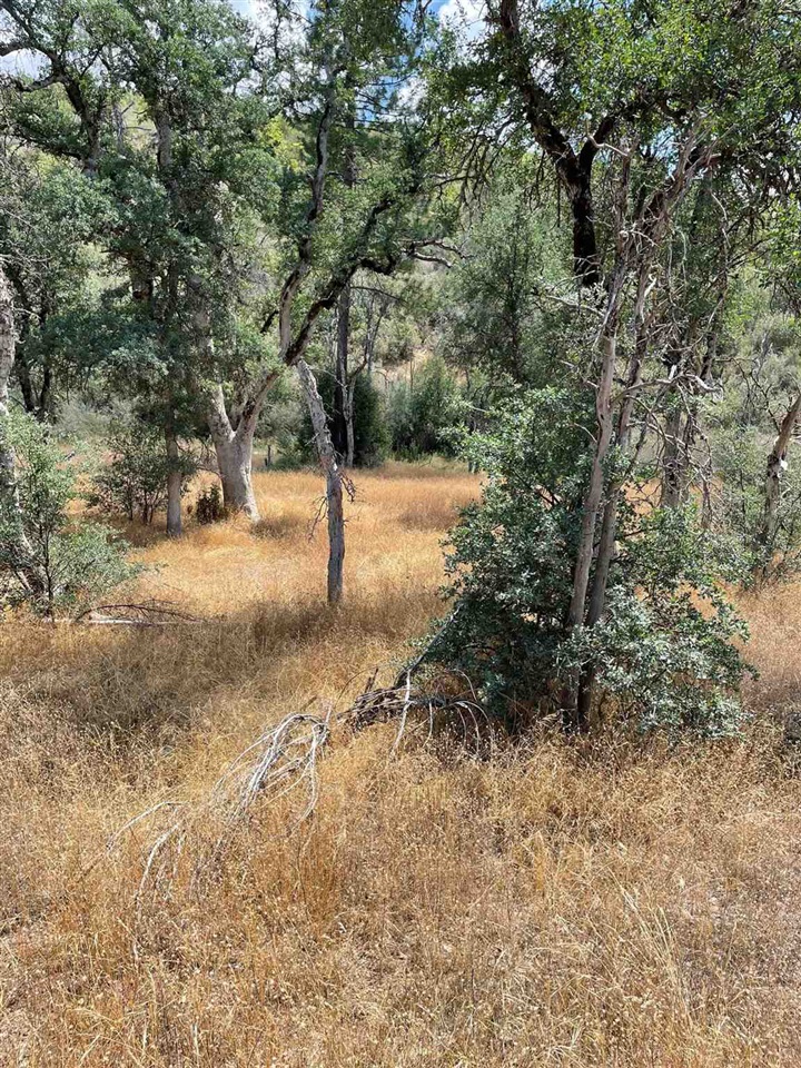 Bull Creek Road Coulterville, CA 95311 - Photo 21 of 24 a view of a yard with a tree