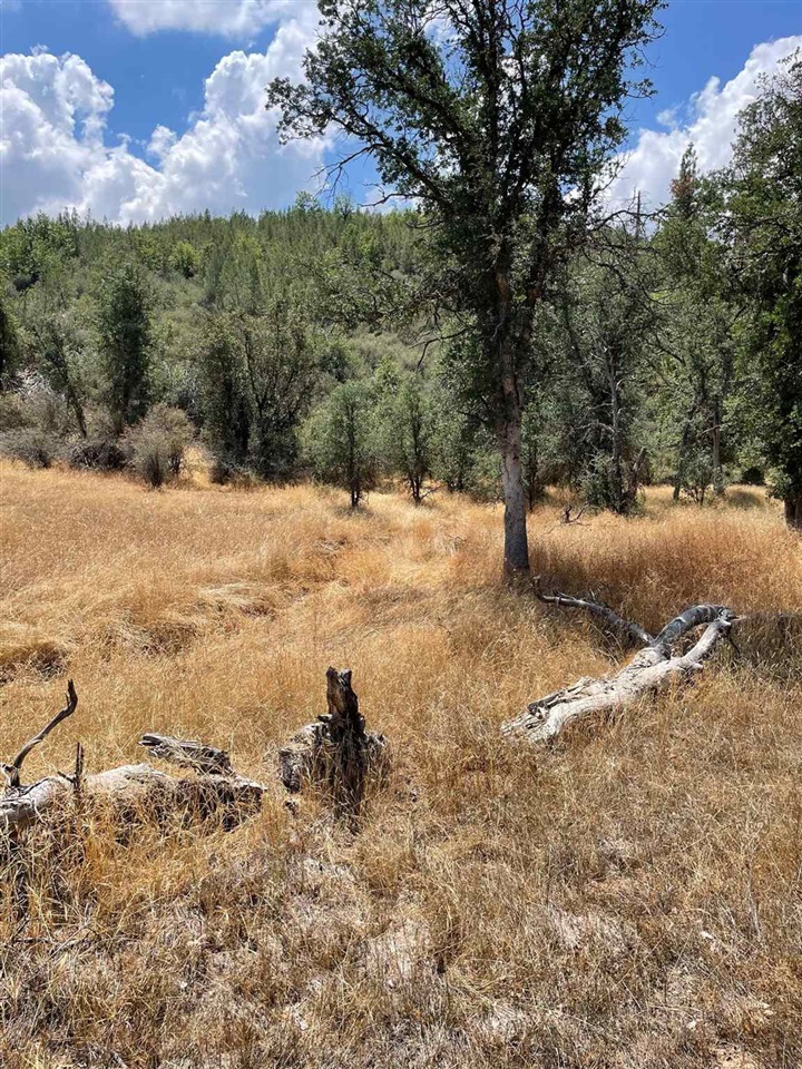 Bull Creek Road Coulterville, CA 95311 - Photo 23 of 24 a view of a yard with a tree