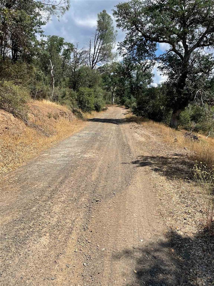 Bull Creek Road Coulterville, CA 95311 - Photo 6 of 24 a view of a yard with a tree