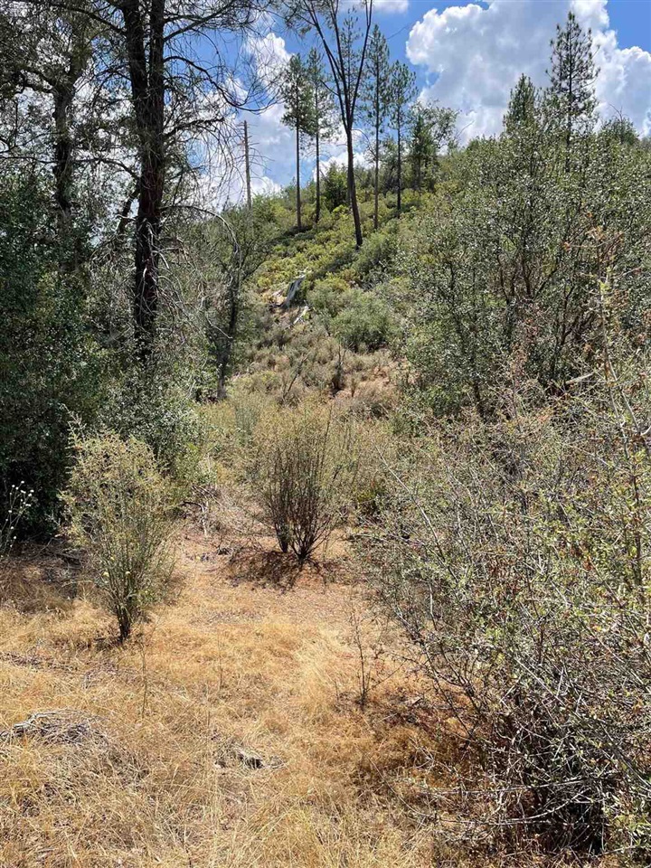 Bull Creek Road Coulterville, CA 95311 - Photo 7 of 24 a view of a yard with a tree
