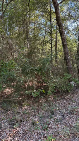 a view of a yard with large trees
