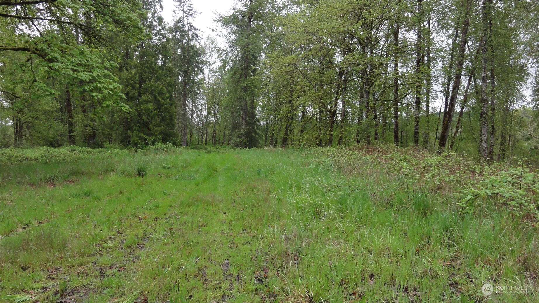 0 State Route 506 Toledo, WA 98591 - Photo 17 of 36 a view of a lush green forest
