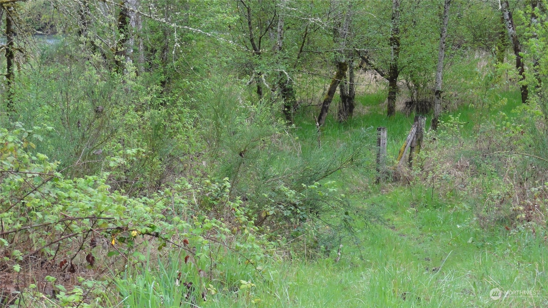 0 State Route 506 Toledo, WA 98591 - Photo 18 of 36 a view of a lush green forest with trees and a house