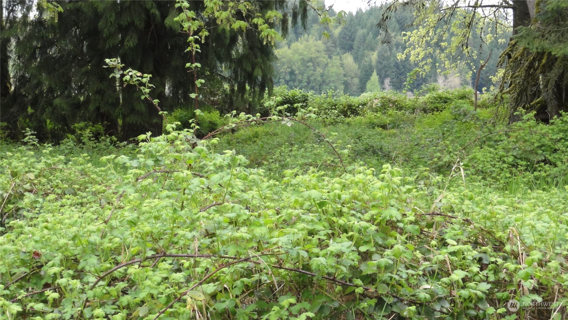 0 State Route 506 Toledo, WA 98591 - Photo 19 of 36 a view of a lush green forest