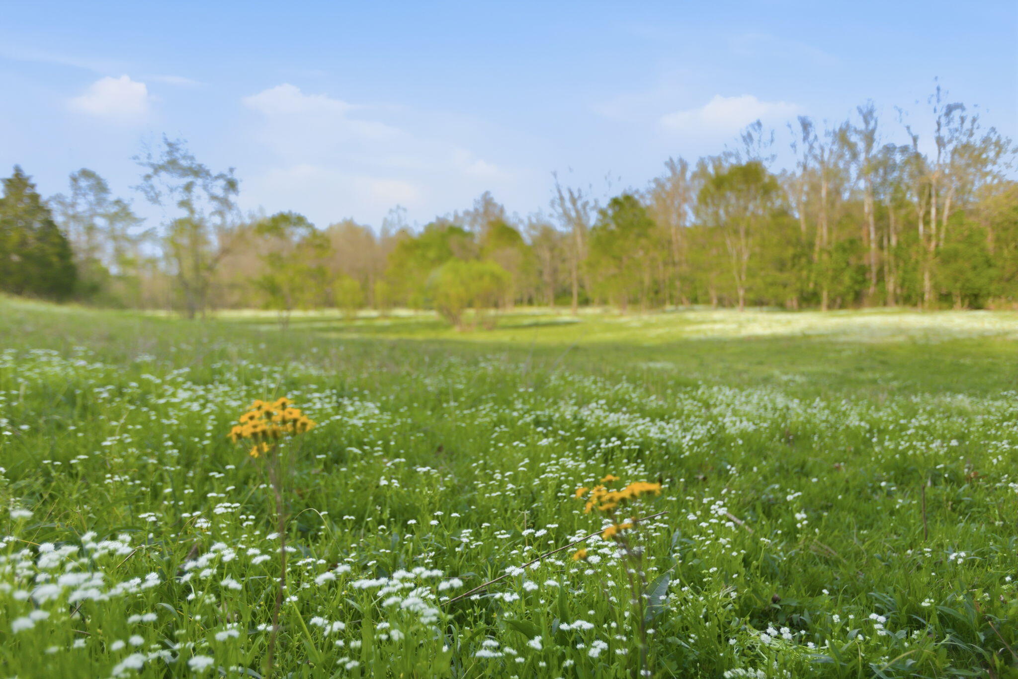 8586 Stulltown Road Owingsville, KY 40360 - Photo 63 of 74 91-web-or-mls-090Stullton