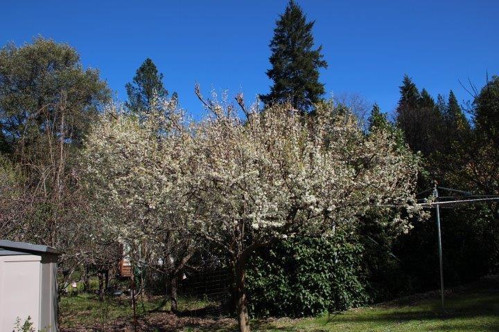 96 Big Oak Road Burnt Ranch, CA 95527 - Photo 16 of 17 Gallery Image 16
