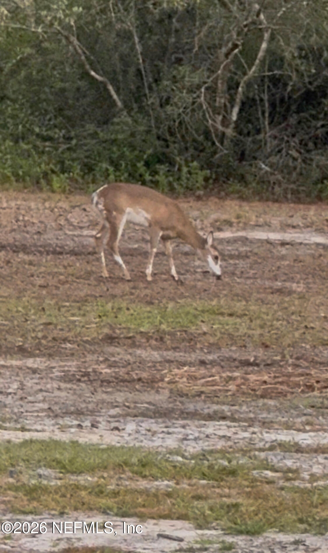 4680 Southeast 92nd Street Starke, FL 32091 - Photo 56 of 80 deer