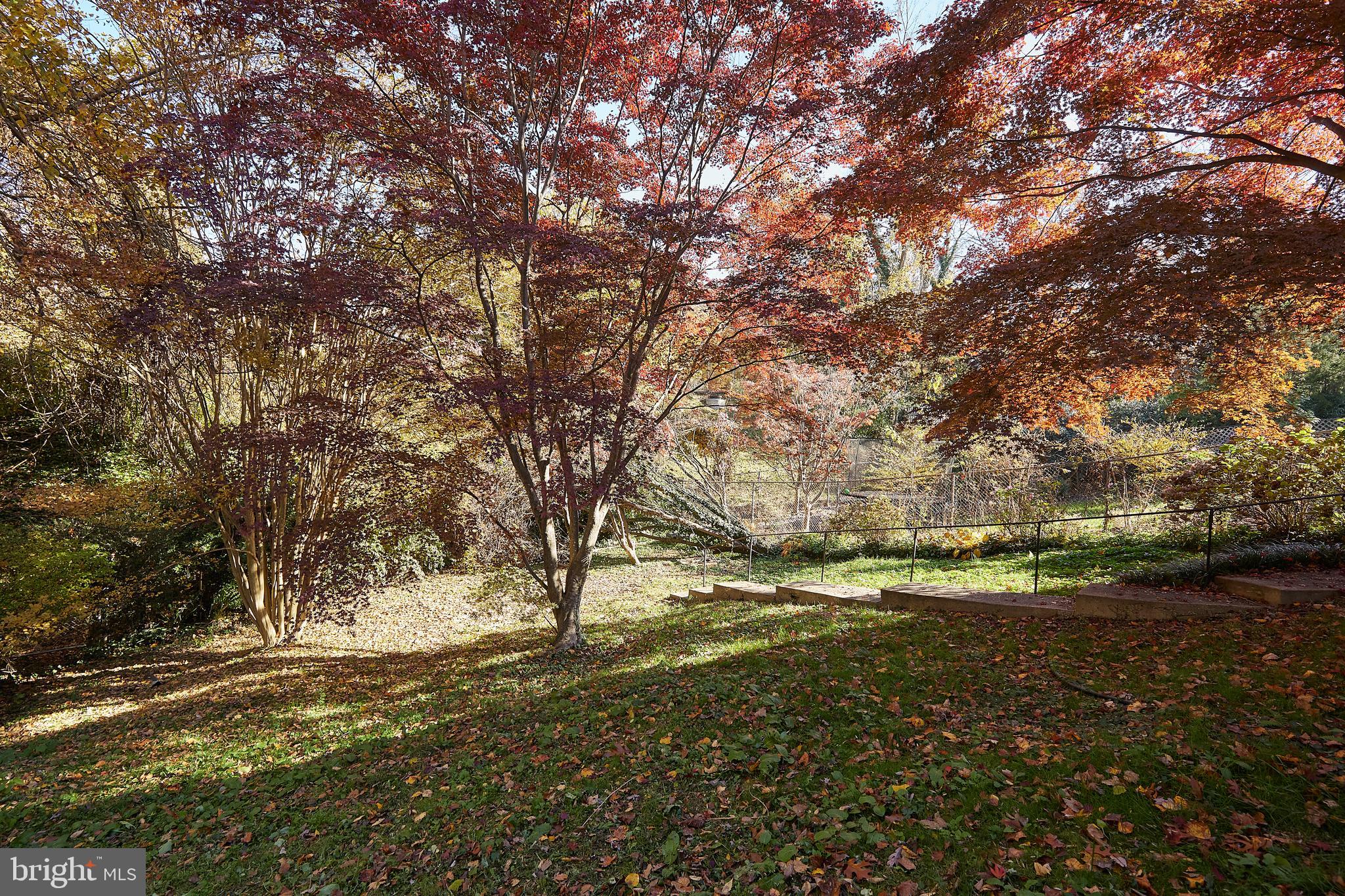 2913 24th Street North Arlington, VA 22207 - Photo 26 of 30 a view of a yard with a tree