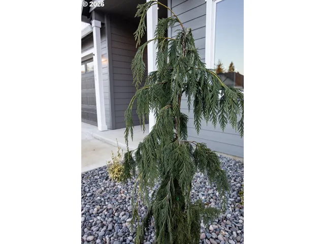 a close up of a plant in a garden
