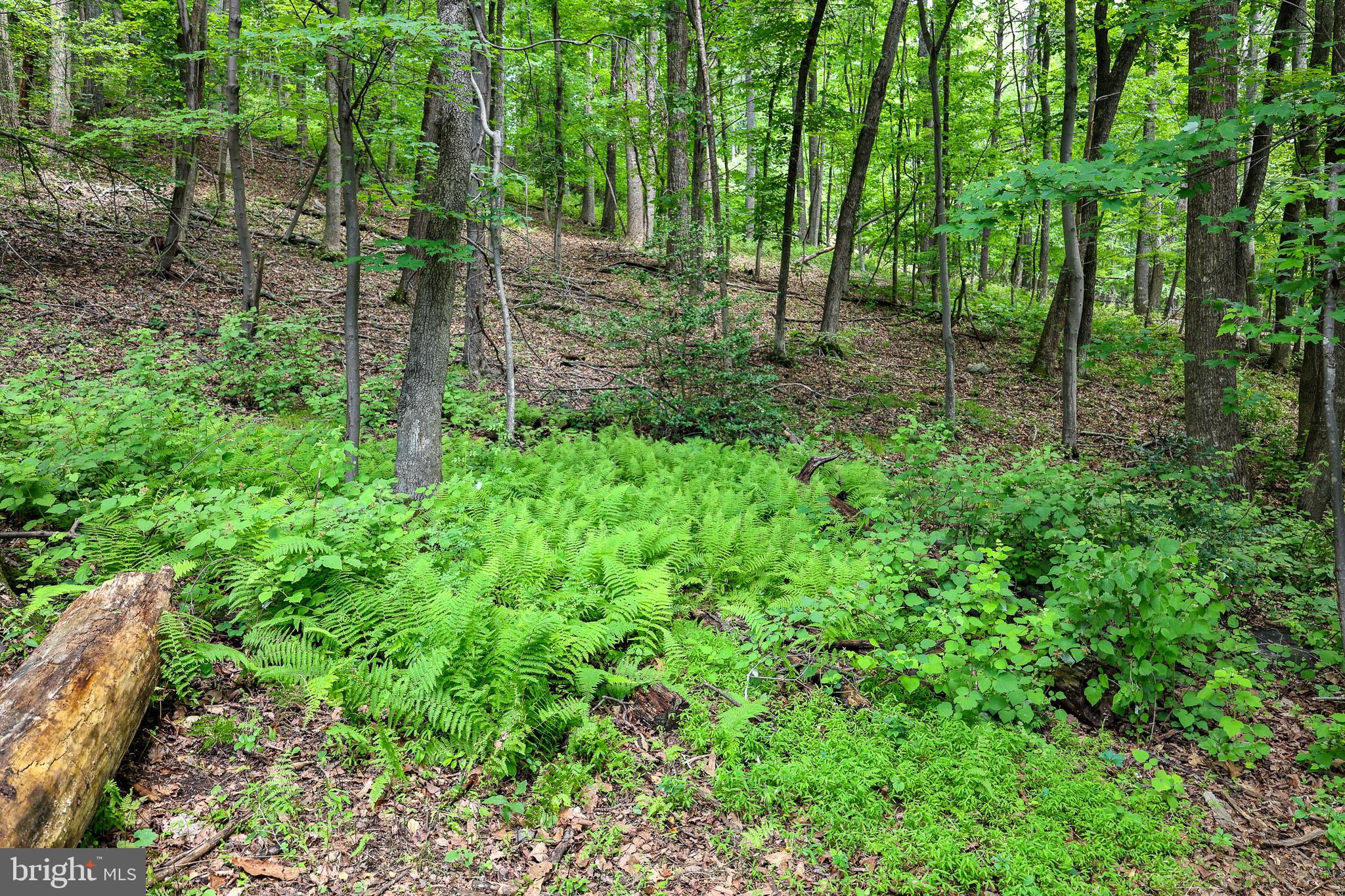 Tbd Comptons Road Castleton, VA 22716 - Photo 16 of 33