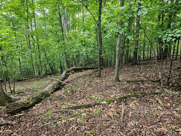 a view of a forest with trees in the background
